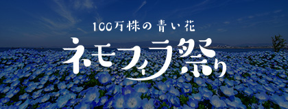 ネモフィラ祭り